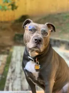 A picture of my dog Nacho wearing glasses.